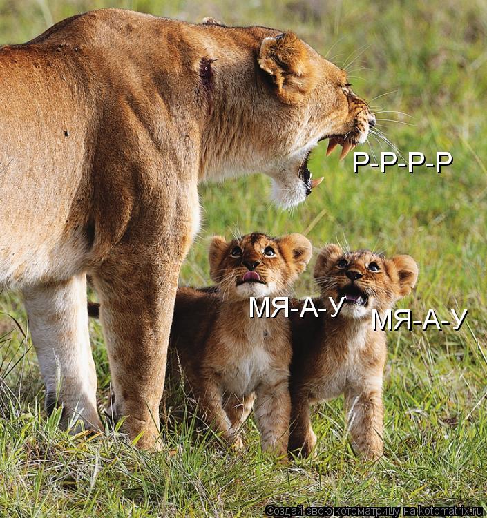 Р-Р-Р-Р МЯ-А-У МЯ-А-У... Котоматрица: Р-Р-Р-Р МЯ-А-У МЯ-А-У