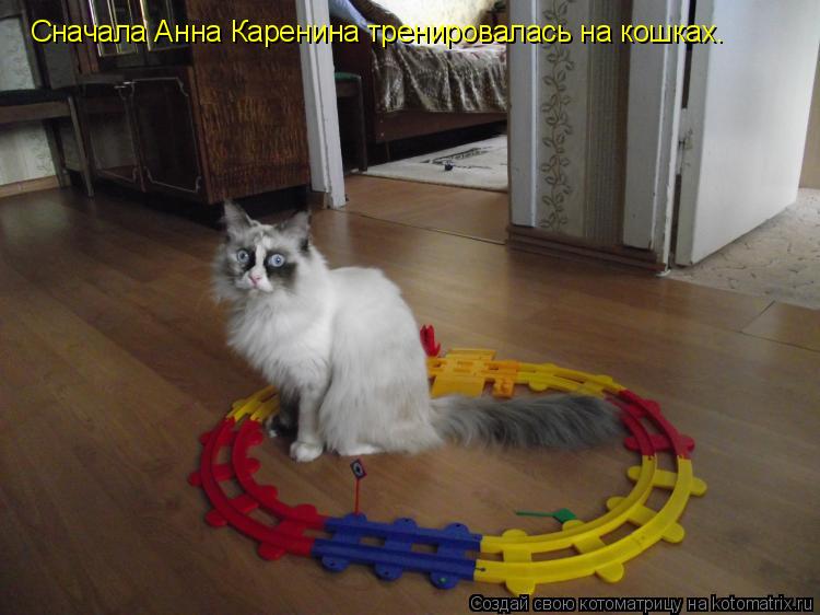 Сначала Анна Каренина тренировалась на кошках.... Котоматрица: Сначала Анна Каренина тренировалась на кошках.