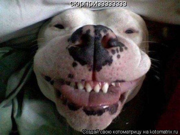 сюрпризззззззз... Котоматрица: сюрпризззззззз