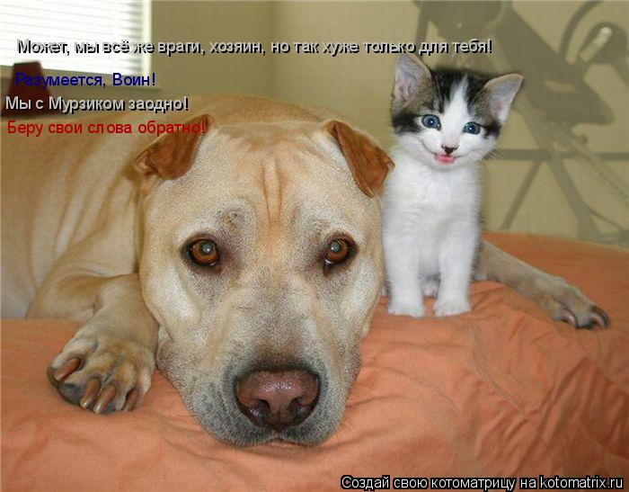 Может, мы всё же враги, хозяин, но так хуже только для тебя! Разумеется, Воин! Мы с Мурзиком заодно! ... Котоматрица: Может, мы всё же враги, хозяин, но так хуже только для тебя! Разумеется, Воин! Мы с Мурзиком заодно! Беру свои слова обратно!