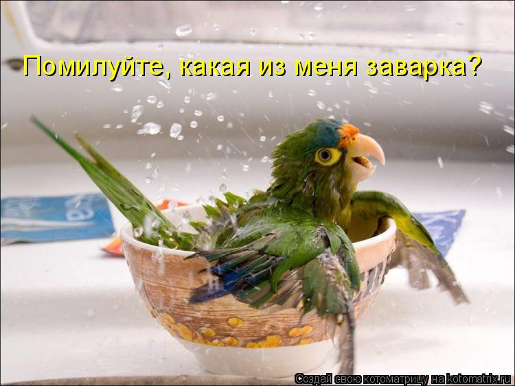 Помилуйте, какая из меня заварка?... Котоматрица: Помилуйте, какая из меня заварка?