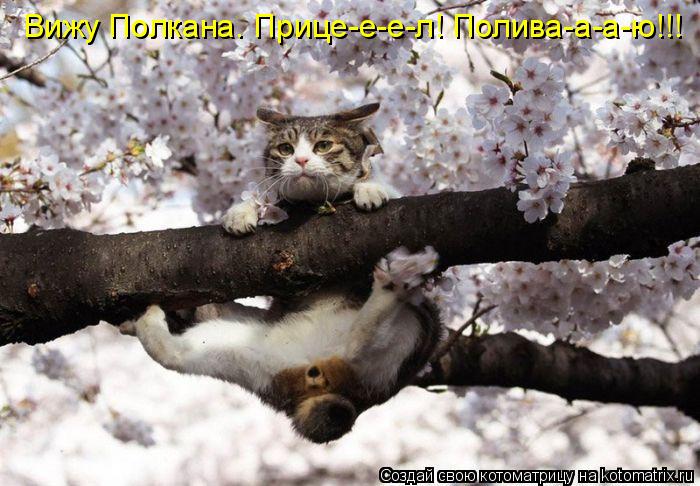 Вижу Полкана. Прице-е-е-л! Полива-а-а-ю!!!... Котоматрица: Вижу Полкана. Прице-е-е-л! Полива-а-а-ю!!!