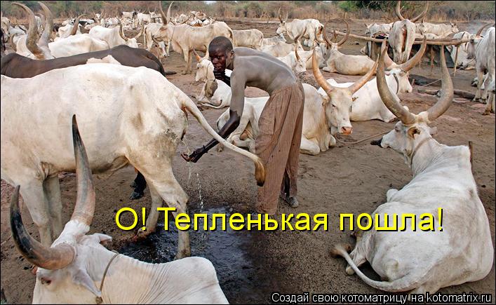 О! Тепленькая пошла!... Котоматрица: О! Тепленькая пошла!