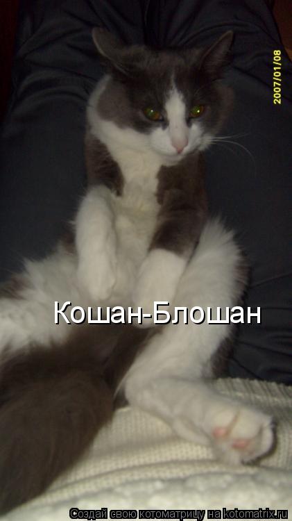 Кошан-Блошан... Котоматрица: Кошан-Блошан