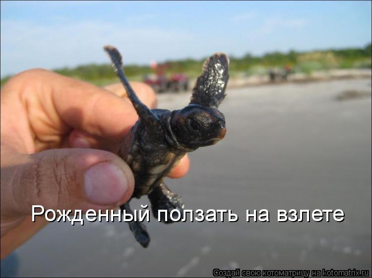 Рожденный ползать на взлете... Котоматрица: Рожденный ползать на взлете