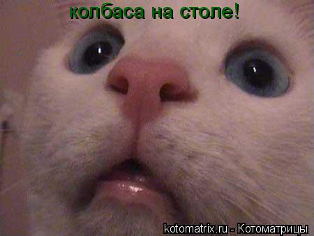 колбаса на столе!... Котоматрица: колбаса на столе!