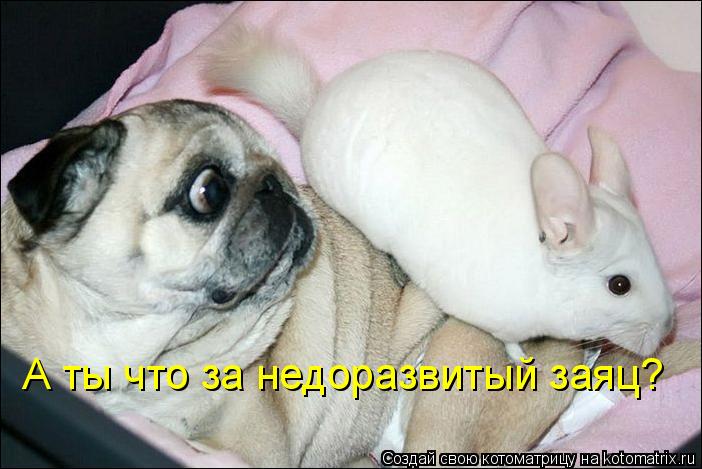 А ты что за недоразвитый заяц?... Котоматрица: А ты что за недоразвитый заяц?