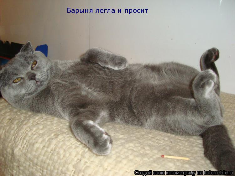 Барыня легла и просит... Котоматрица: Барыня легла и просит