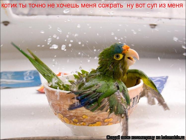 котик ты точно не хочешь меня сожрать ну вот суп из меня... Котоматрица: котик ты точно не хочешь меня сожрать ну вот суп из меня