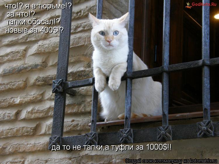 что!? я в тюрьме!? за что!? тапки обосал!? новые за 400$!? да то не тапки,а туфли за 1000$!!... Котоматрица: что!? я в тюрьме!? за что!? тапки обосал!? новые за 400$!? да то не тапки,а туфли за 1000$!!