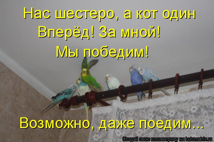 Нас шестеро, а кот один Вперёд! За мной! Мы победим! Возможно, даже поедим...... Котоматрица: Нас шестеро, а кот один Вперёд! За мной! Мы победим! Возможно, даже поедим...