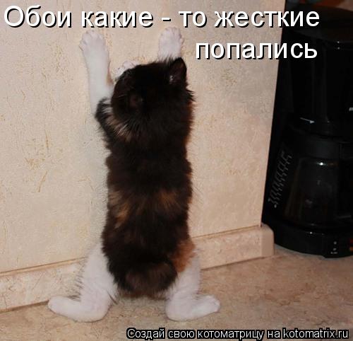 Обои какие - то жесткие попались... Котоматрица: Обои какие - то жесткие попались