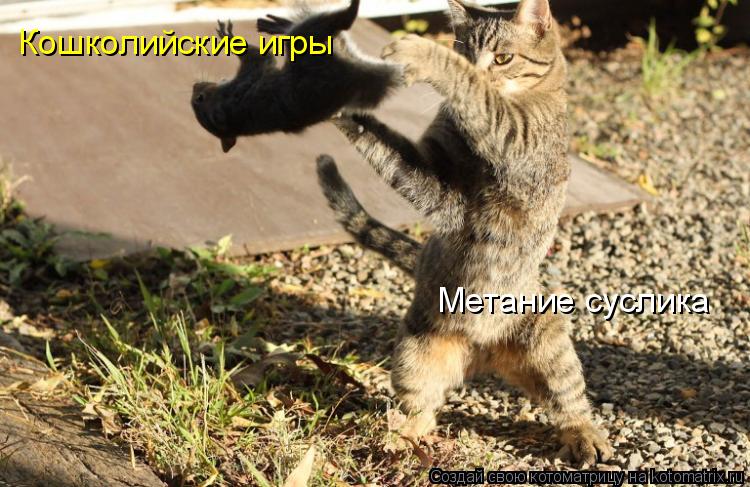 Кошколийские игры Метание суслика... Котоматрица: Кошколийские игры Метание суслика