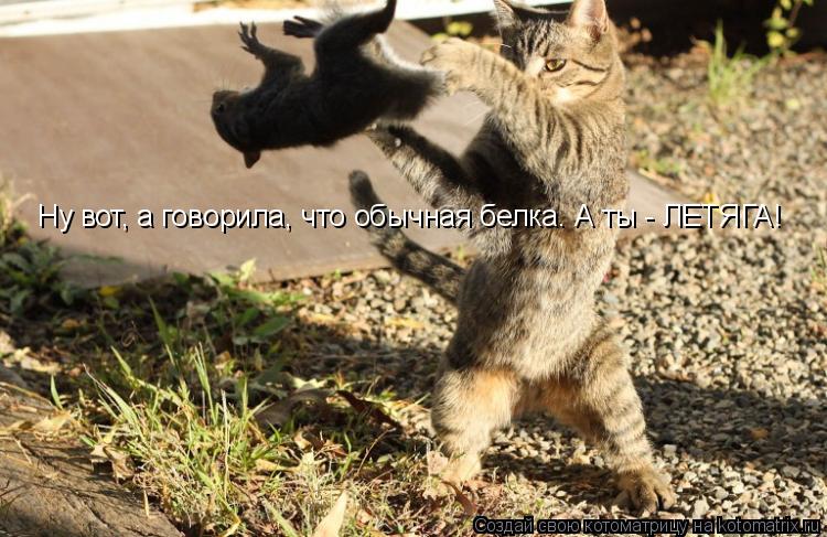 Ну вот, а говорила, что обычная белка. А ты - ЛЕТЯГА!... Котоматрица: Ну вот, а говорила, что обычная белка. А ты - ЛЕТЯГА!