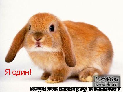 Я один!... Котоматрица: Я один!