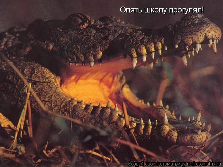 Опять школу прогулял!... Котоматрица: Опять школу прогулял!