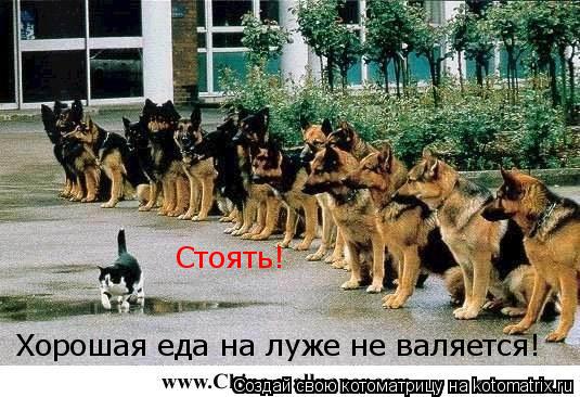 Стоять! Хорошая еда на луже не валяется!... Котоматрица: Стоять! Хорошая еда на луже не валяется!