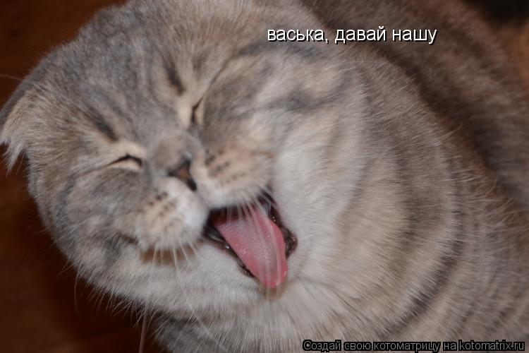 васька, давай нашу... Котоматрица: васька, давай нашу