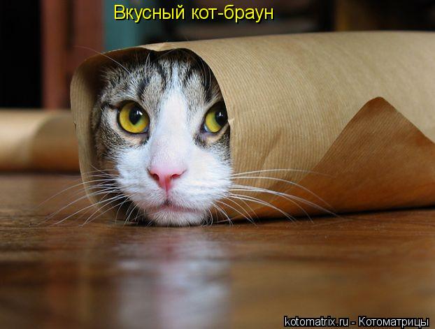Вкусный кот-браун... Котоматрица: Вкусный кот-браун