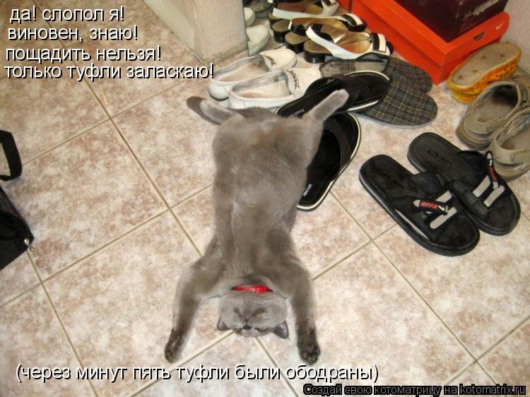 да! слопол я! виновен, знаю! пощадить нельзя! только туфли заласкаю! (через минут пять туфли были обо... Котоматрица: да! слопол я! виновен, знаю! пощадить нельзя! только туфли заласкаю! (через минут пять туфли были ободраны)