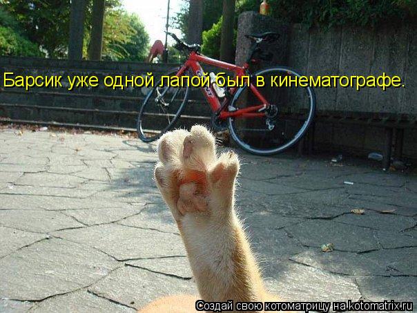 Барсик уже одной лапой был в кинематографе.... Котоматрица: Барсик уже одной лапой был в кинематографе.
