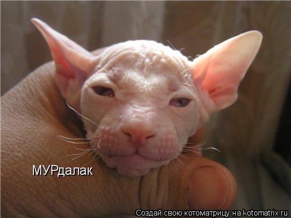 МУРдалак... Котоматрица: МУРдалак