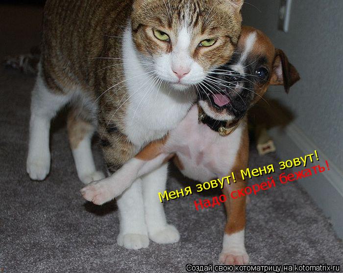 Меня зовут! Меня зовут! Надо скорей бежать!... Котоматрица: Меня зовут! Меня зовут! Надо скорей бежать!
