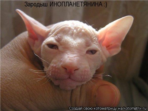 Зародыш ИНОПЛАНЕТЯНИНА :)... Котоматрица: Зародыш ИНОПЛАНЕТЯНИНА :)