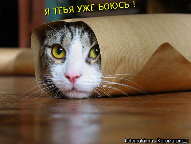 Я ТЕБЯ УЖЕ БОЮСЬ !... Котоматрица: Я ТЕБЯ УЖЕ БОЮСЬ !