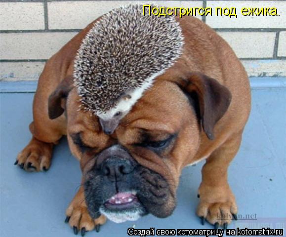 Подстригся под ежика.... Котоматрица: Подстригся под ежика.