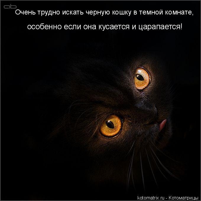 Очень трудно искать черную кошку в темной комнате, особенно если она кусается и царапается!... Котоматрица: Очень трудно искать черную кошку в темной комнате, особенно если она кусается и царапается!