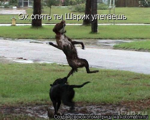 Эх,опять ты Шарик улетаешь... Котоматрица: Эх,опять ты Шарик улетаешь