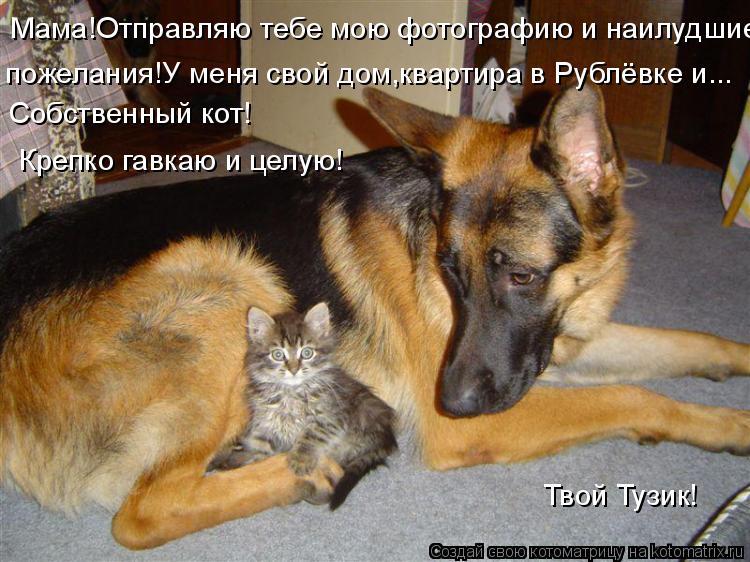 Мама!Отправляю тебе мою фотографию и наилудшие пожелания!У меня свой дом,квартира в Рублёвке и... Соб... Котоматрица: Мама!Отправляю тебе мою фотографию и наилудшие пожелания!У меня свой дом,квартира в Рублёвке и... Собственный кот! Крепко гавкаю и целую! Тво