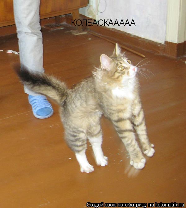КОЛБАСКААААА... Котоматрица: КОЛБАСКААААА