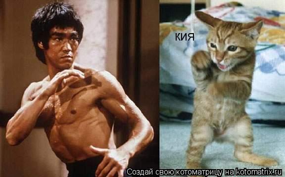 кия... Котоматрица: кия