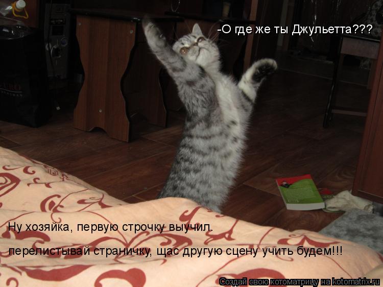 перелистывай страничку, щас другую сцену учить будем!!! Ну хозяйка, первую строчку выучил. -О где же ... Котоматрица: перелистывай страничку, щас другую сцену учить будем!!! Ну хозяйка, первую строчку выучил. -О где же ты Джульетта???