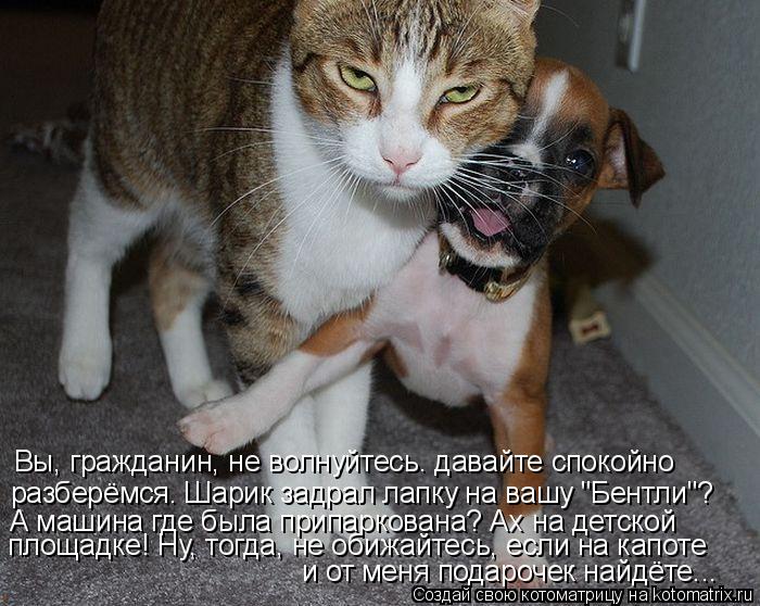 Вы, гражданин, не волнуйтесь. давайте спокойно разберёмся. Шарик задрал лапку на вашу "Бентли"? А маш... Котоматрица: Вы, гражданин, не волнуйтесь. давайте спокойно разберёмся. Шарик задрал лапку на вашу "Бентли"? А машина где была припаркована? Ах на детской