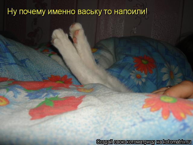 Ну почему именно ваську то напоили!... Котоматрица: Ну почему именно ваську то напоили!