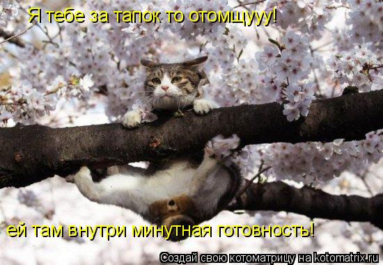 Я тебе за тапок то отомщууу! ей там внутри минутная готовность!... Котоматрица: Я тебе за тапок то отомщууу! ей там внутри минутная готовность!
