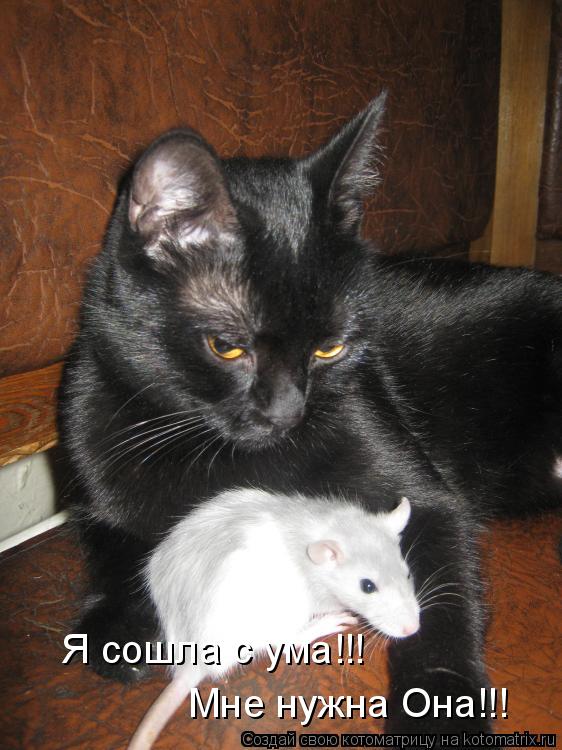 Я сошла с ума!!! Мне нужна Она!!!... Котоматрица: Я сошла с ума!!! Мне нужна Она!!!