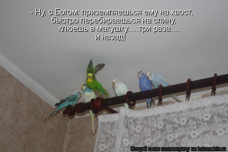 - Ну, с Богом: приземляешься ему на хвост, быстро перебираешься на спину, клюешь в макушку.....три р... Котоматрица: - Ну, с Богом: приземляешься ему на хвост, быстро перебираешься на спину, клюешь в макушку.....три раза..... и назад!