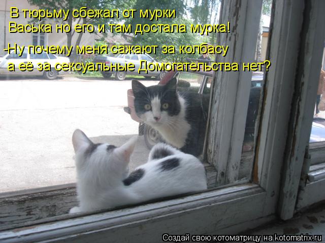 В тюрьму сбежал от мурки Васька но его и там достала мурка! -Ну почему меня сажают за колбасу а её з... Котоматрица: В тюрьму сбежал от мурки Васька но его и там достала мурка! -Ну почему меня сажают за колбасу а её за сексуальные Домогательства нет?