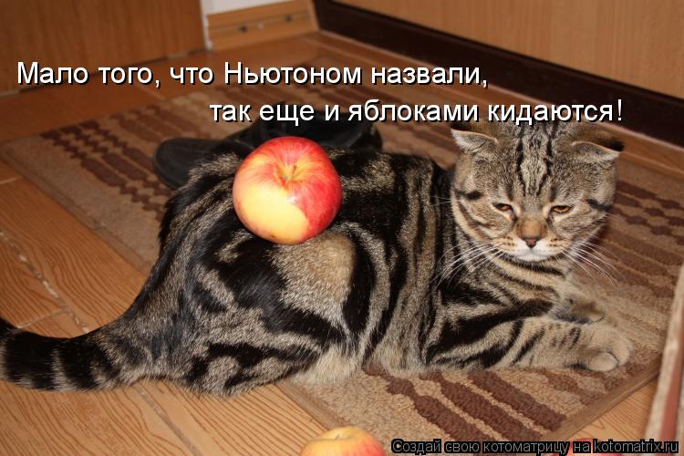 Мало того, что Ньютоном назвали, так еще и яблоками кидаются!... Котоматрица: Мало того, что Ньютоном назвали, так еще и яблоками кидаются!