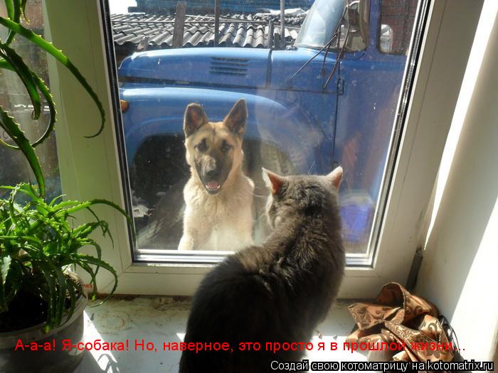 А-а-а! Я-собака! Но, наверное, это просто я в прошлой жизни...... Котоматрица: А-а-а! Я-собака! Но, наверное, это просто я в прошлой жизни...