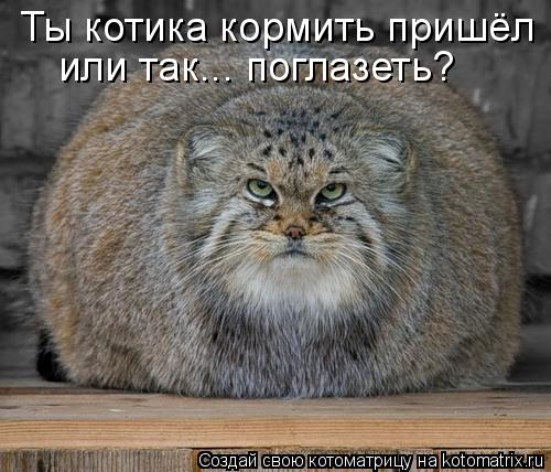 Ты котика кормить пришёл или так... поглазеть?... Котоматрица: Ты котика кормить пришёл или так... поглазеть?