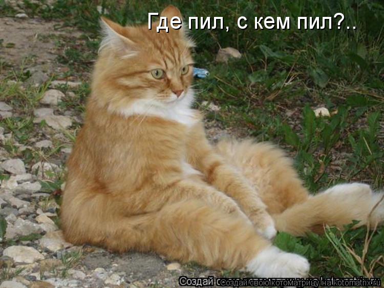 Где пил, с кем пил?..... Котоматрица: Где пил, с кем пил?..
