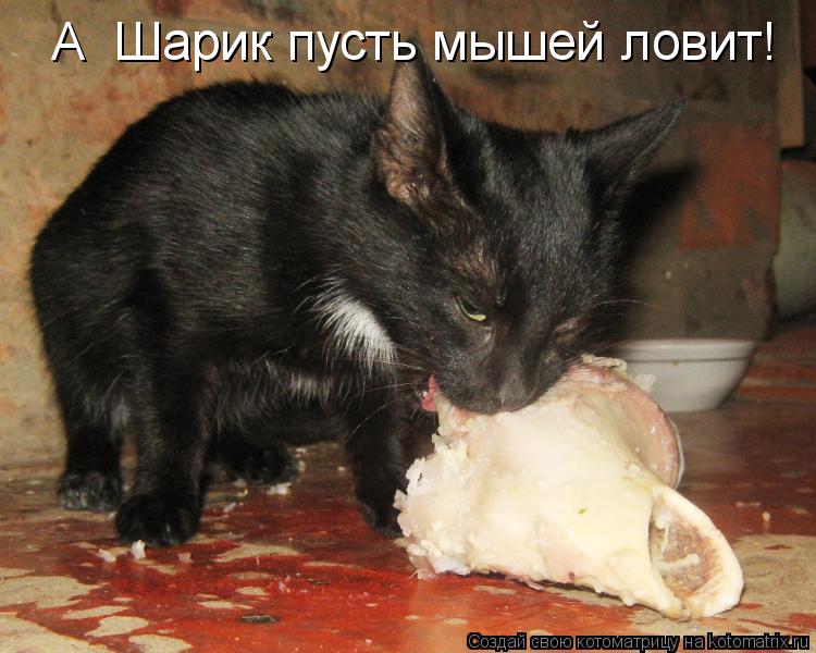 А Шарик пусть мышей ловит!... Котоматрица: А Шарик пусть мышей ловит!