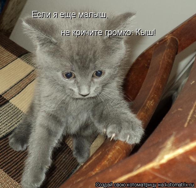 Если я еще малыш, не кричите громко: Кыш!... Котоматрица: Если я еще малыш, не кричите громко: Кыш!