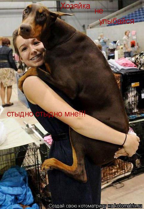 Хозяйка не улыбайся стыдно стыдно мне!!!... Котоматрица: Хозяйка не улыбайся стыдно стыдно мне!!!