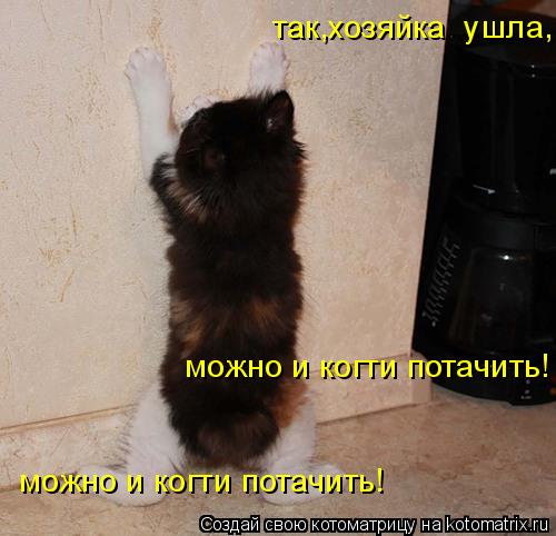 так,хозяйка ушла, можно и когти потачить! можно и когти потачить!... Котоматрица: так,хозяйка ушла, можно и когти потачить! можно и когти потачить!